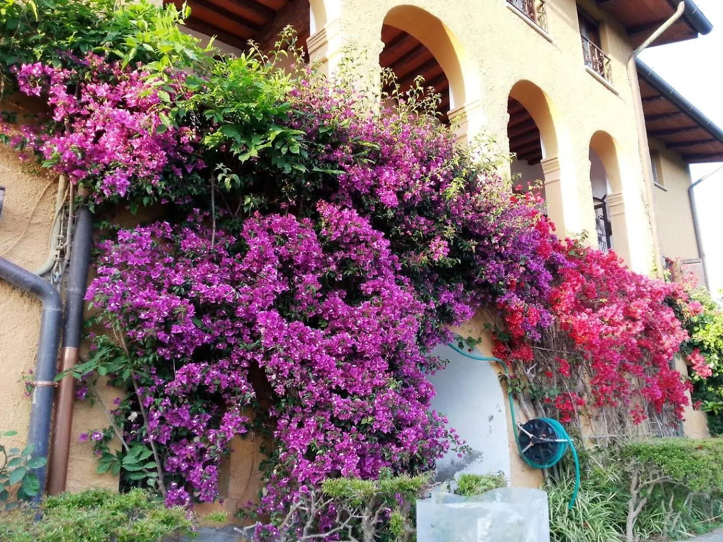 Il Carnasciale Pieve Di Camaiore -Bouganville- Holiday home